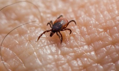 蜱蟲高發已有7400人受害  防護識別處理全指南